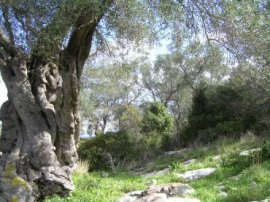 Τμήμα ελαιοκτήματος στο Σουμάκι πριν την παρέμβαση της Ελαιουργικής